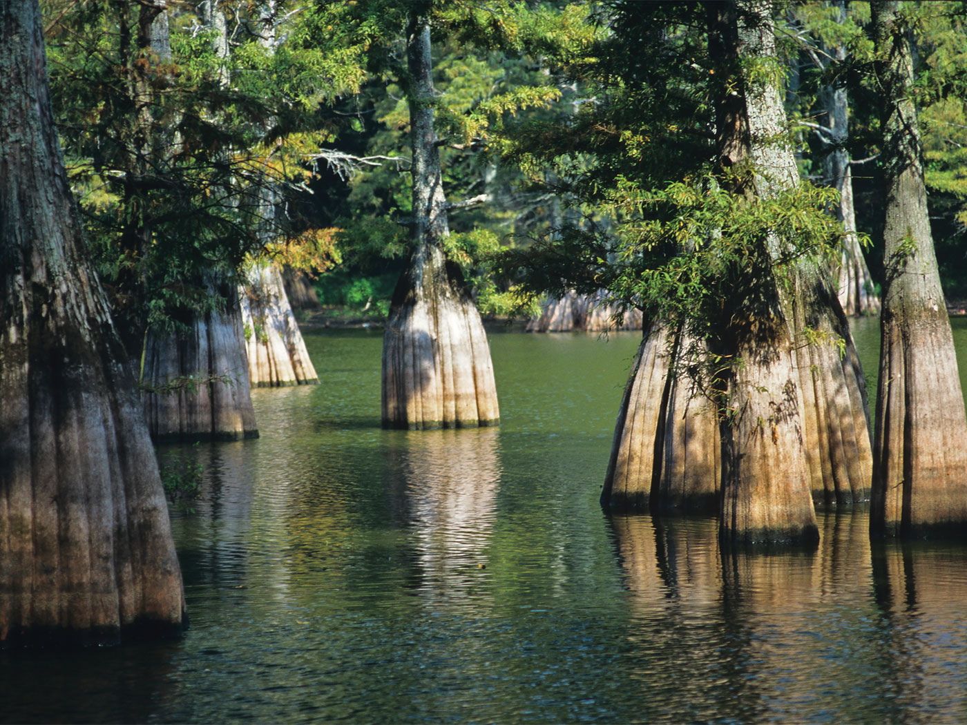 Big Thicket National Preserve: Pitcher Plants And Busy Bees | The ...